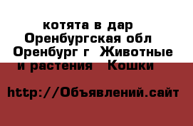 котята в дар - Оренбургская обл., Оренбург г. Животные и растения » Кошки   